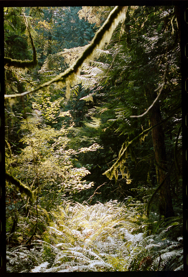 Auto-generated description: Sunlight filters through dense foliage and moss-covered branches in a lush forest setting.