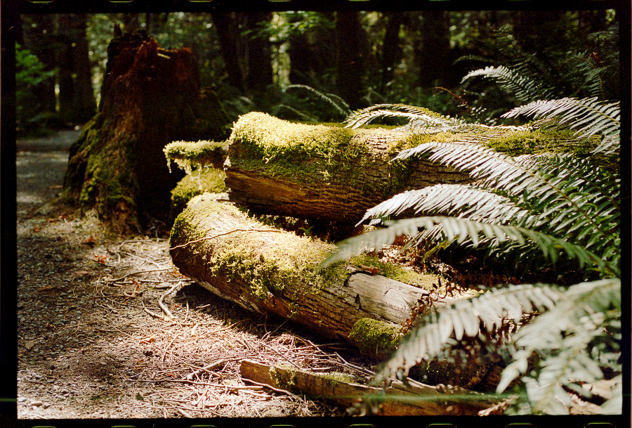 Auto-generated description: Sunlight filters through the forest canopy, illuminating moss-covered fallen logs and surrounding ferns on the forest floor.