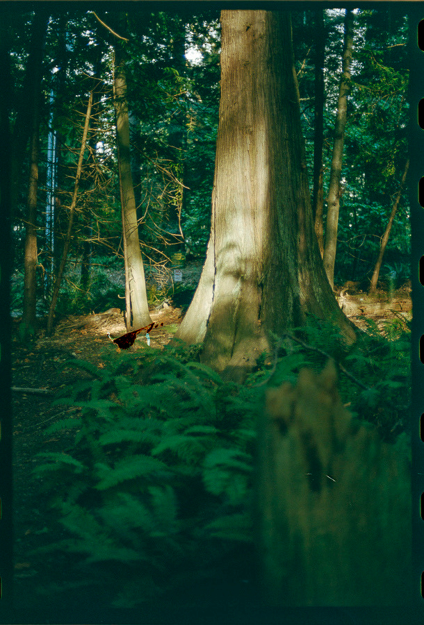 Auto-generated description: Tall trees with thick trunks stand amidst a dense forest floor covered in green ferns and scattered sunlight.