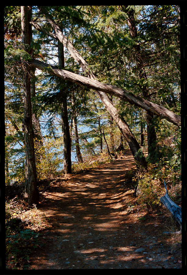 Auto-generated description: A sunlit forest path winds through tall trees with a fallen tree leaning diagonally across the trail.
