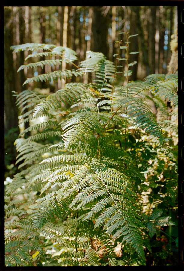 Auto-generated description: A cluster of green fern leaves is illuminated by sunlight in a forest setting.