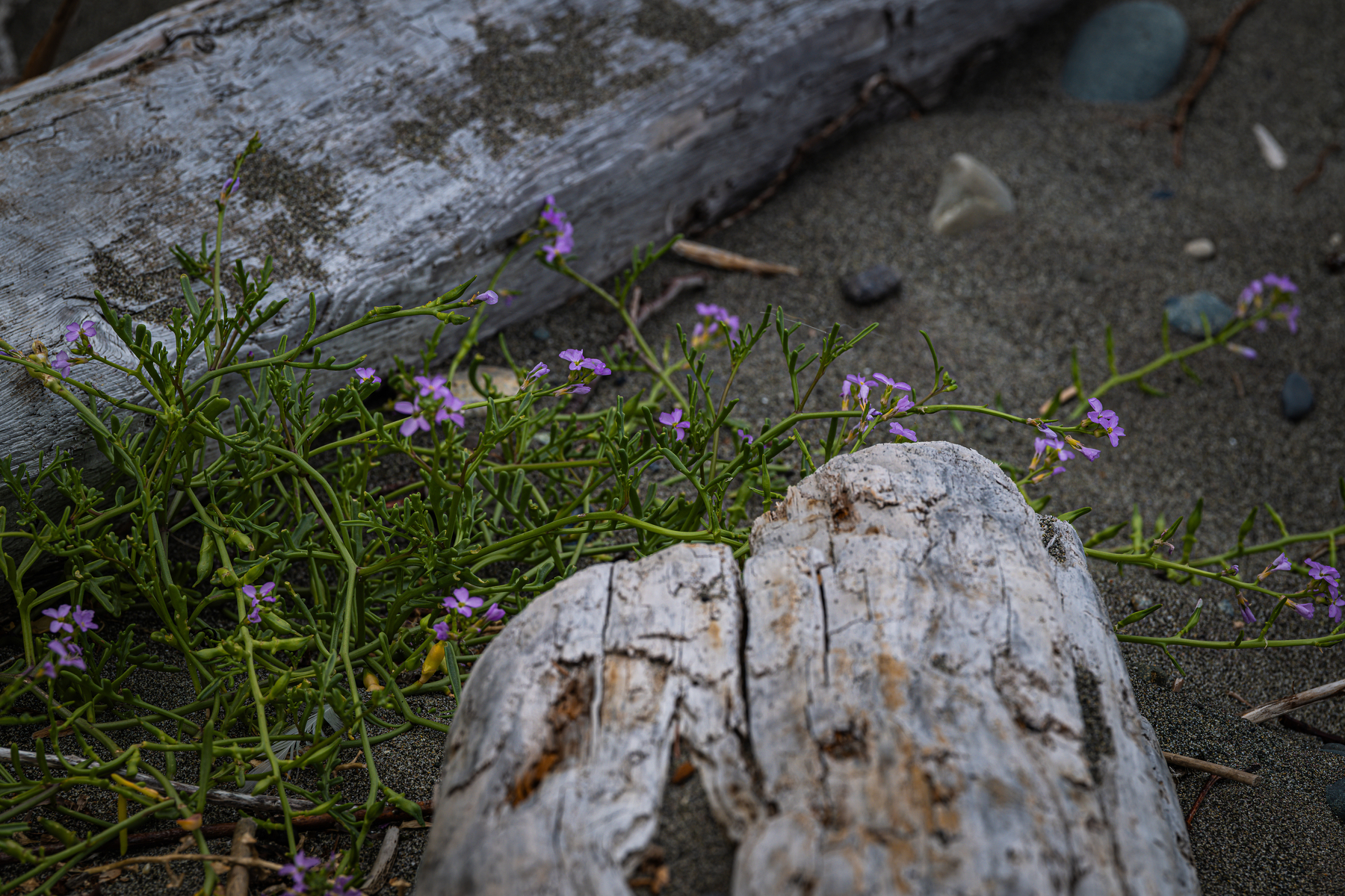 Auto-generated description: Driftwood logs rest on sandy ground alongside green plants with small purple flowers.