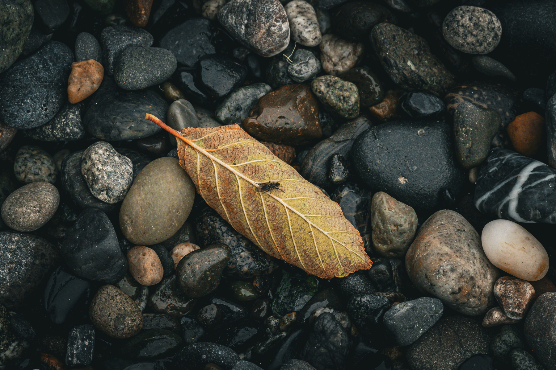 Auto-generated description: A dry yellow leaf with a small insect on it rests among a variety of smooth, dark-colored stones.