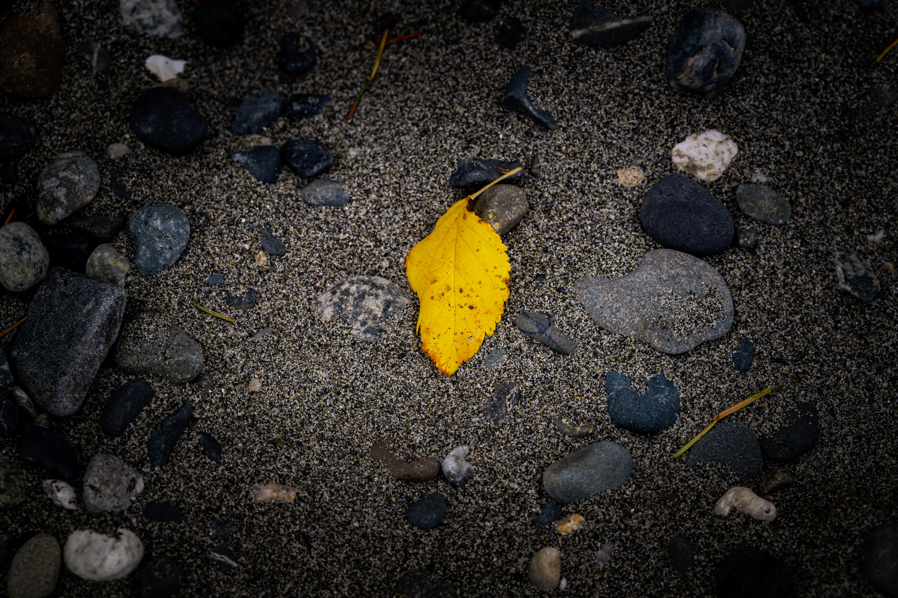 Auto-generated description: A single yellow leaf rests on a textured ground covered with small stones and pebbles.