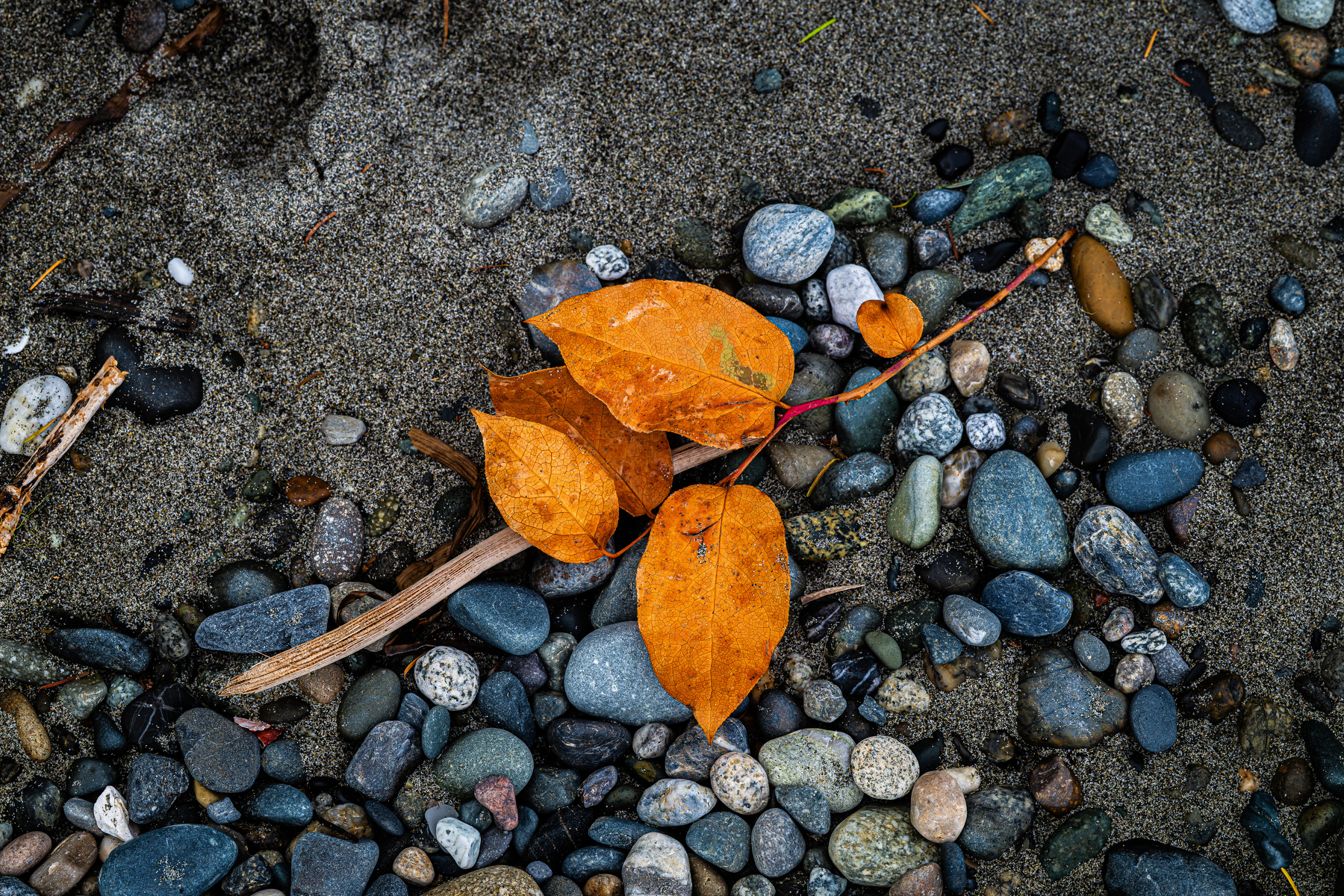 Auto-generated description: A cluster of orange autumn leaves rests on a sandy surface scattered with variously sized and colored pebbles.