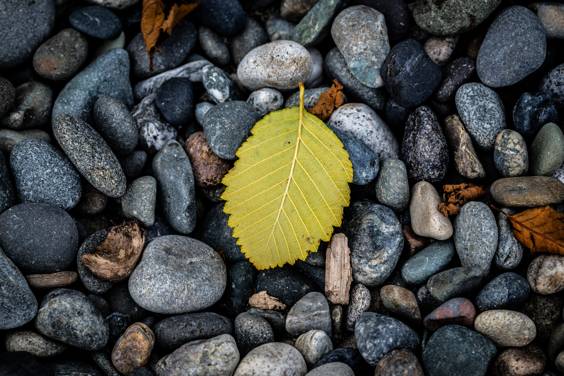 Auto-generated description: A single yellow leaf rests on a bed of variously sized and colored smooth stones.