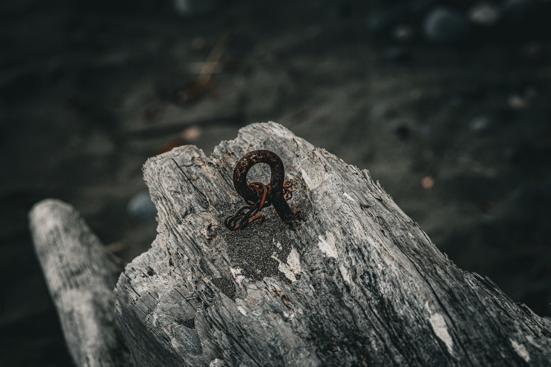 Auto-generated description: A rusty metal staple is embedded in a weathered piece of driftwood on a sandy surface.