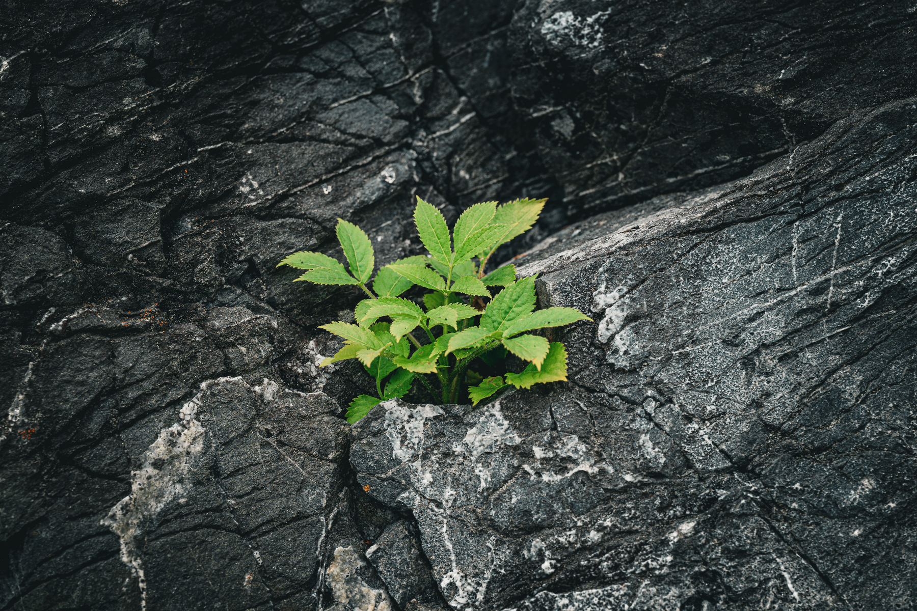 Auto-generated description: A small green plant is growing out of a crack in a dark rocky surface.