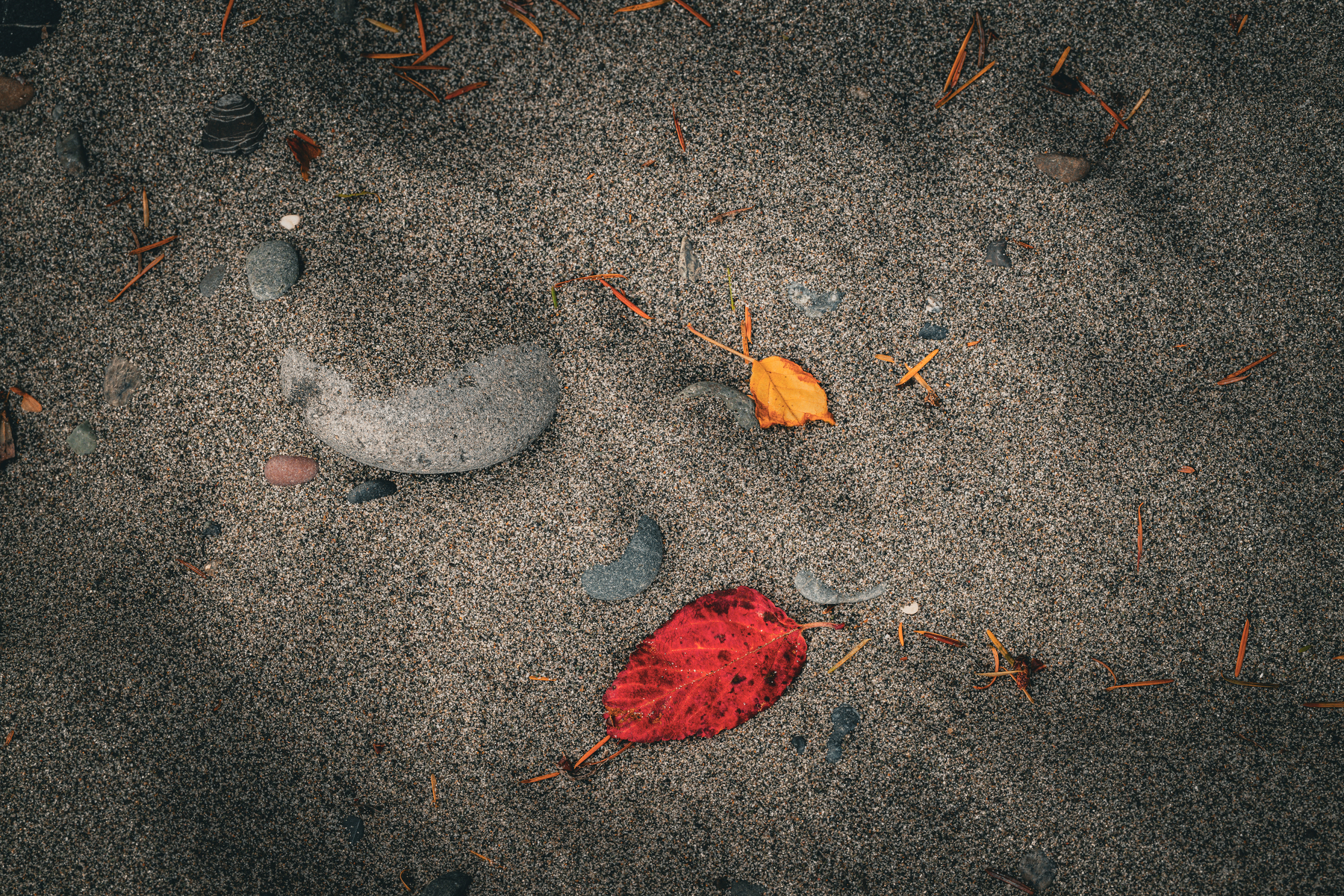 Auto-generated description: A sandy ground scattered with small rocks, orange pine needles, and two fallen autumn leaves, one red and one yellow.