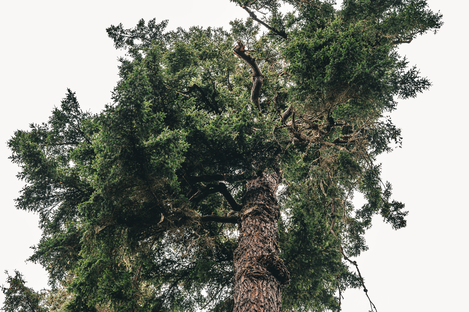 Auto-generated description: A tall tree with thick, textured bark and dense green foliage is seen from a low angle against a pale sky.
