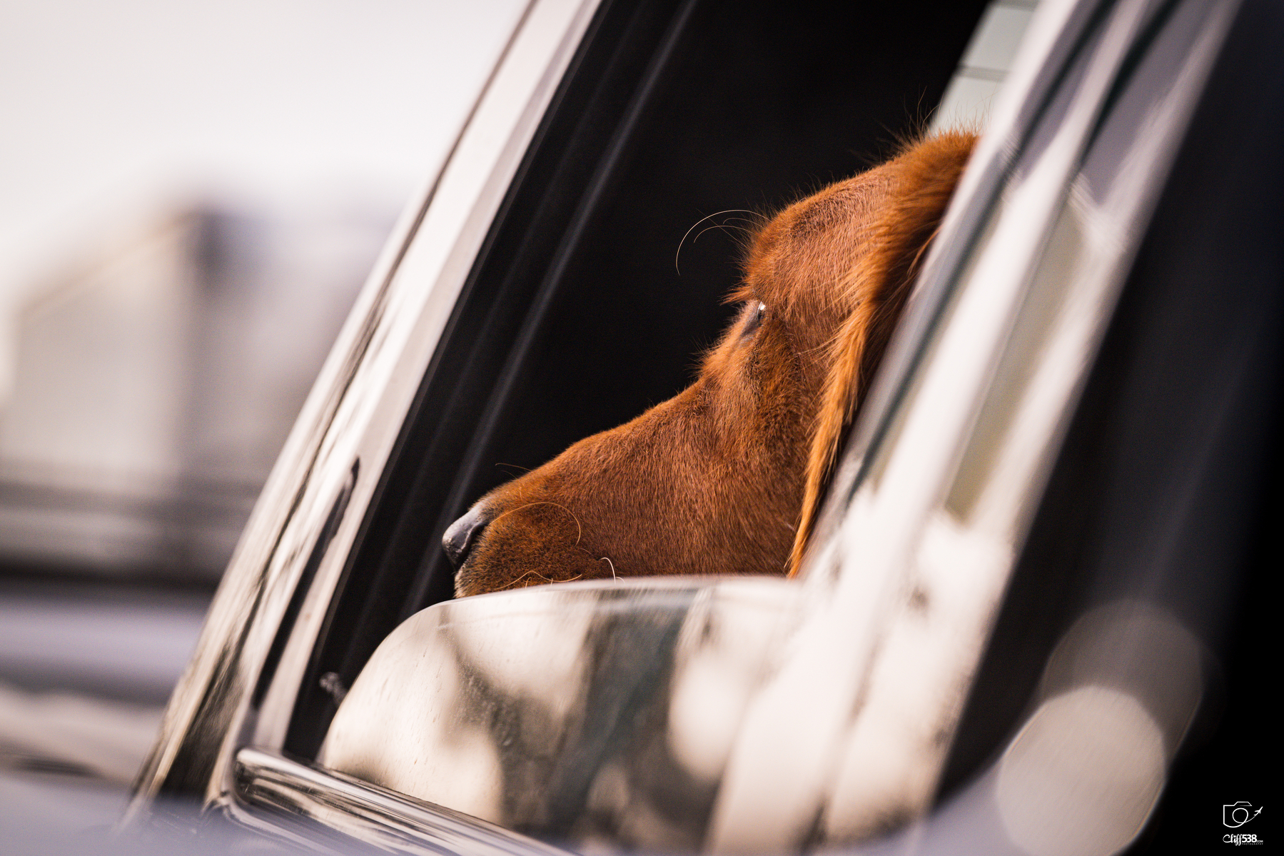 Auto-generated description: A brown dog is resting its head on the car window ledge, looking outside.
