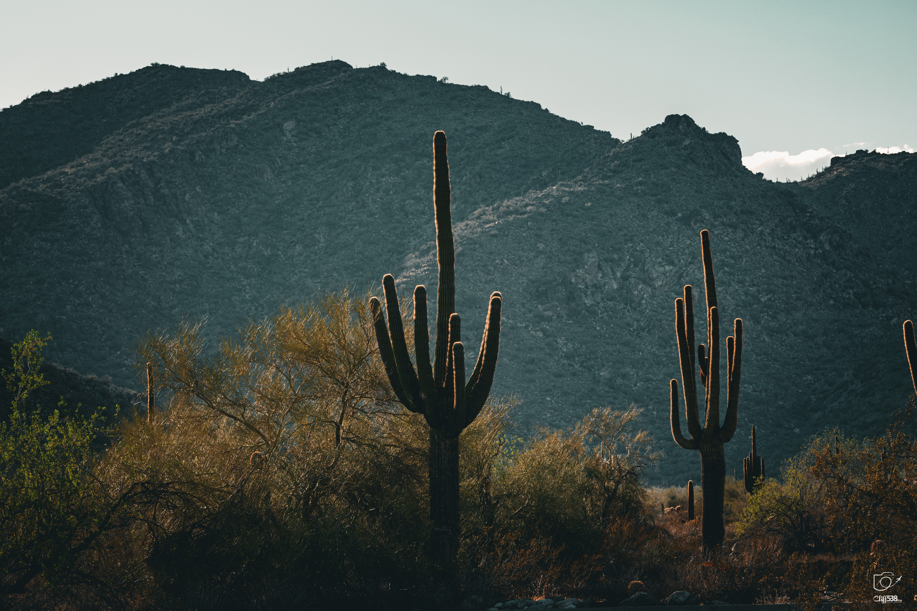 Auto-generated description: Tall saguaro cacti stand against a backdrop of rugged mountains under a clear sky.