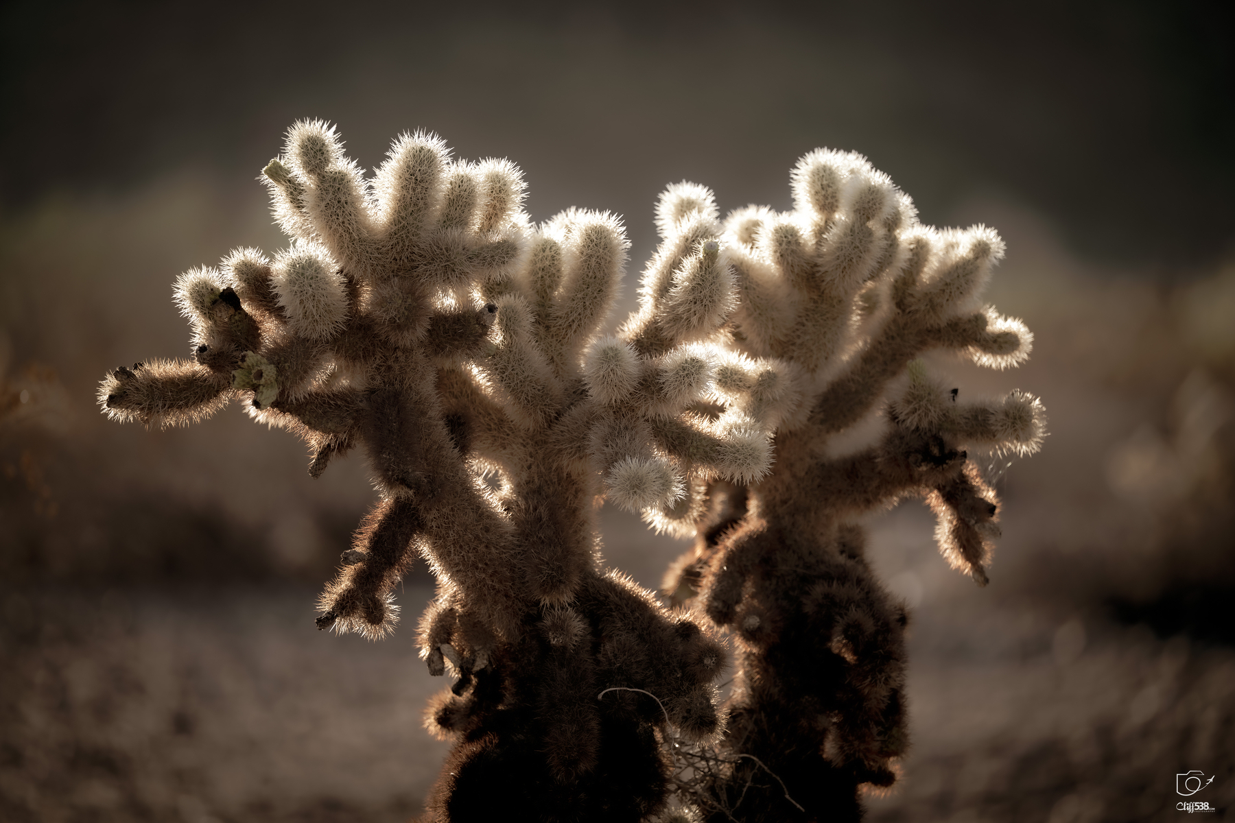 Auto-generated description: A cactus with fuzzy stems is illuminated from behind, creating a glowing outline against a blurred background.