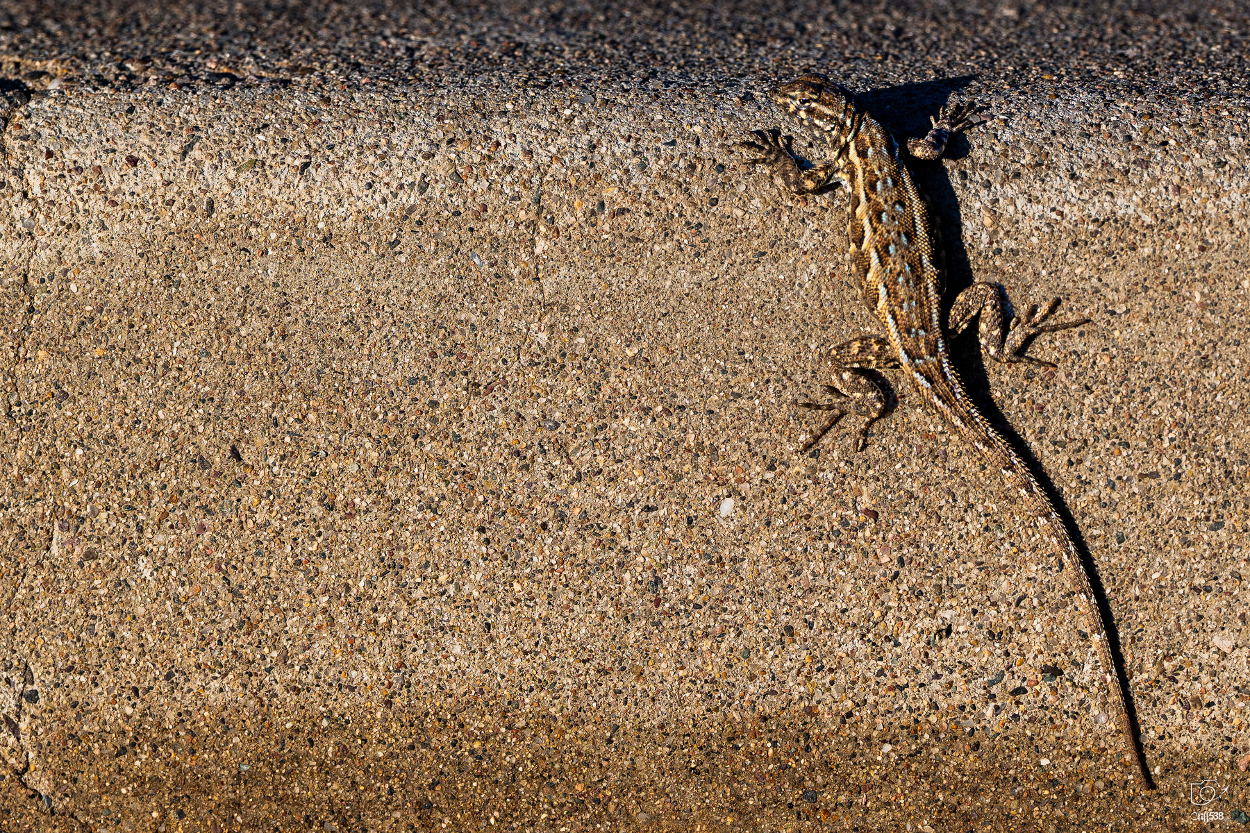 Auto-generated description: A lizard is sunbathing on a rough, textured concrete surface.