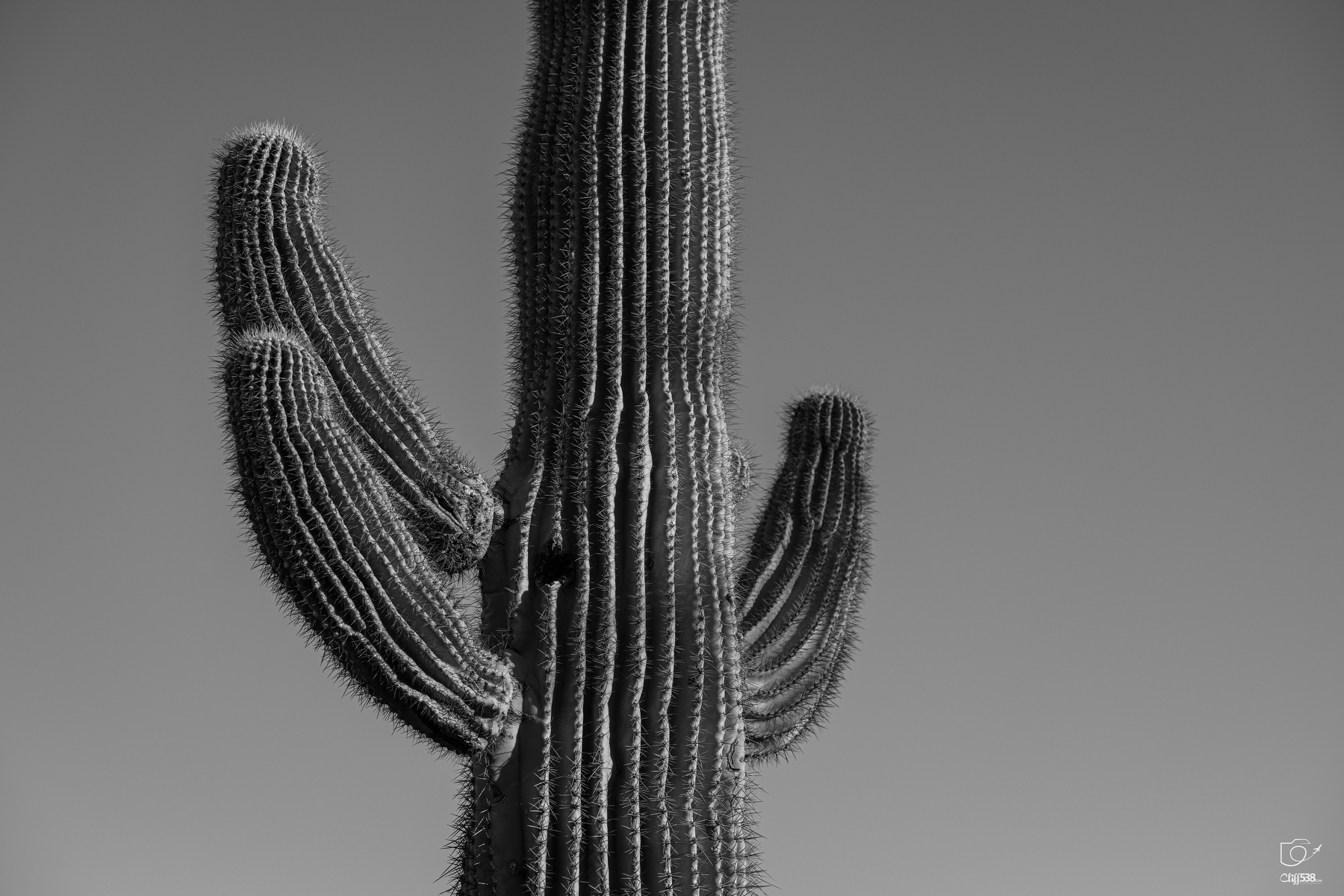Auto-generated description: A tall cactus with multiple arms is shown against a clear sky in black and white.