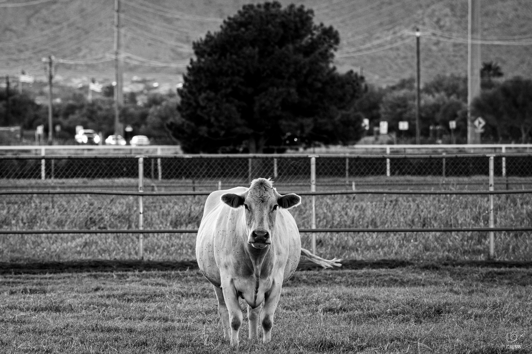Auto-generated description: A cow is standing in a grassy field with a fence, trees, and distant hills visible in the background.