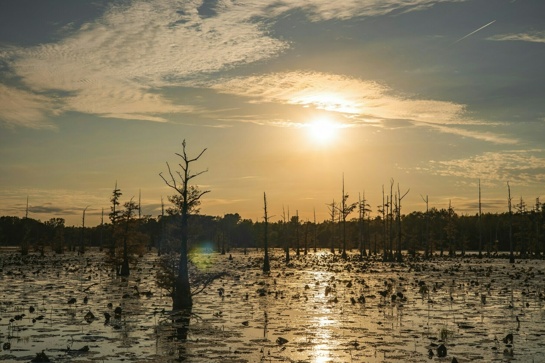 A serene swamp scene at sunset features silhouetted trees and reflective water under a glowing sky.