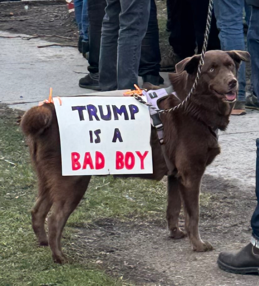 A brown dog is wearing a sign on its side that says TRUMP IS A BAD BOY at a gathering with people in the background.