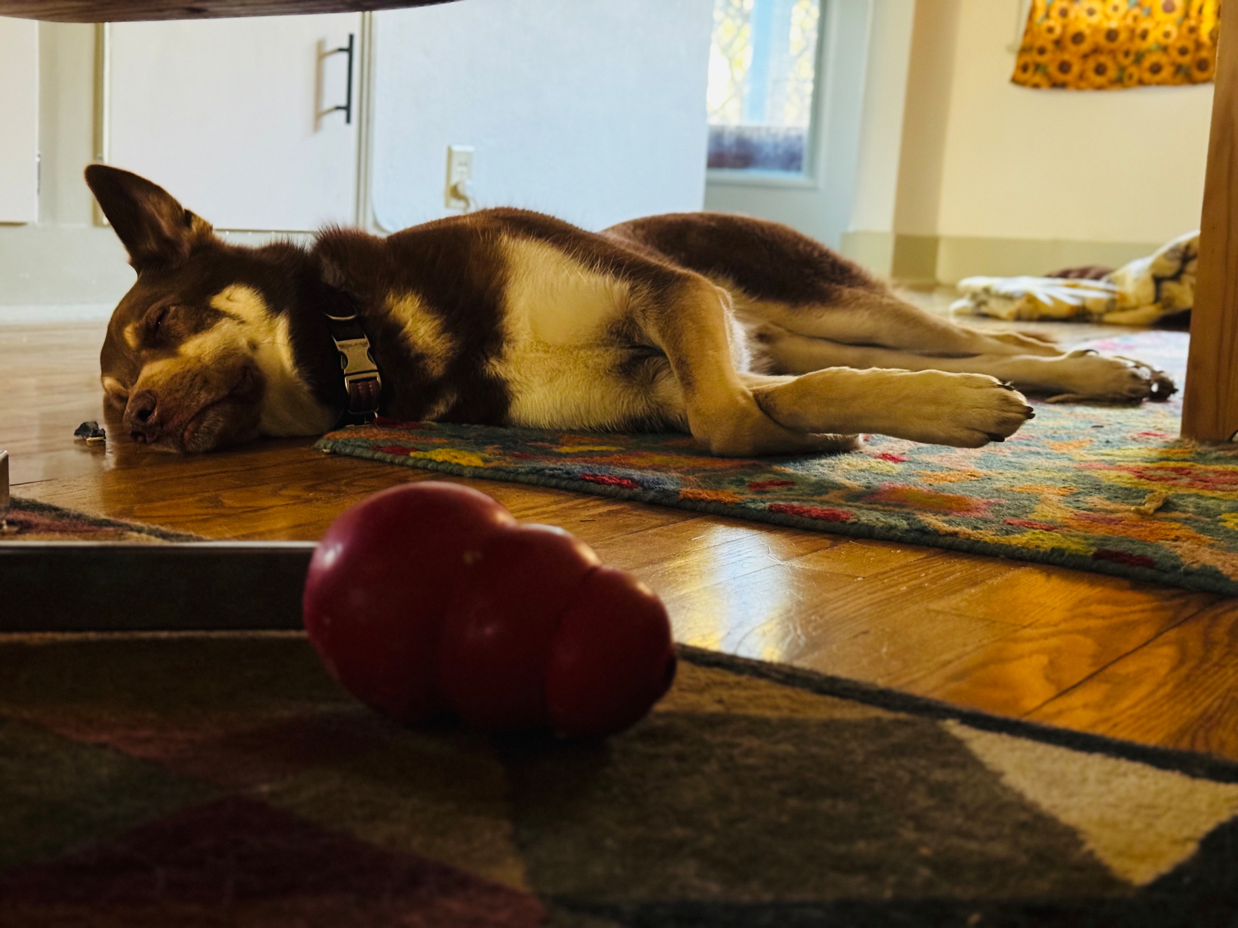A dog is lying down on a colorful rug with a red chew toy in the foreground.