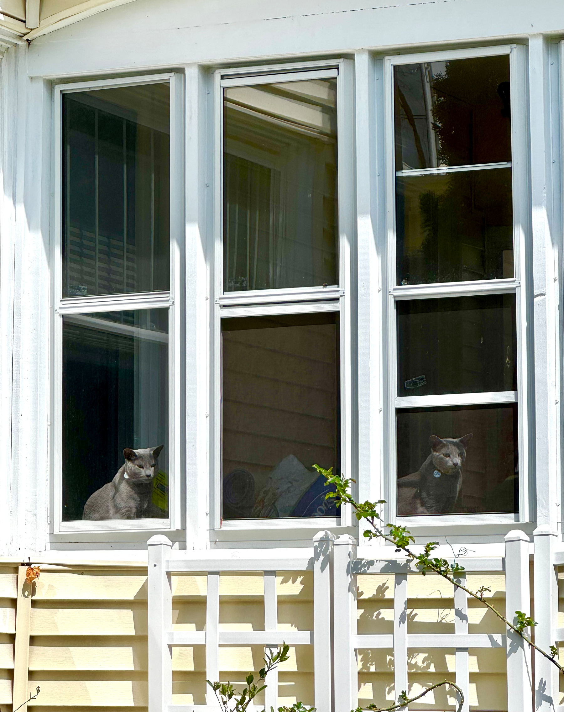 Two cats are sitting on the windowsill behind a set of large, white-framed windows.