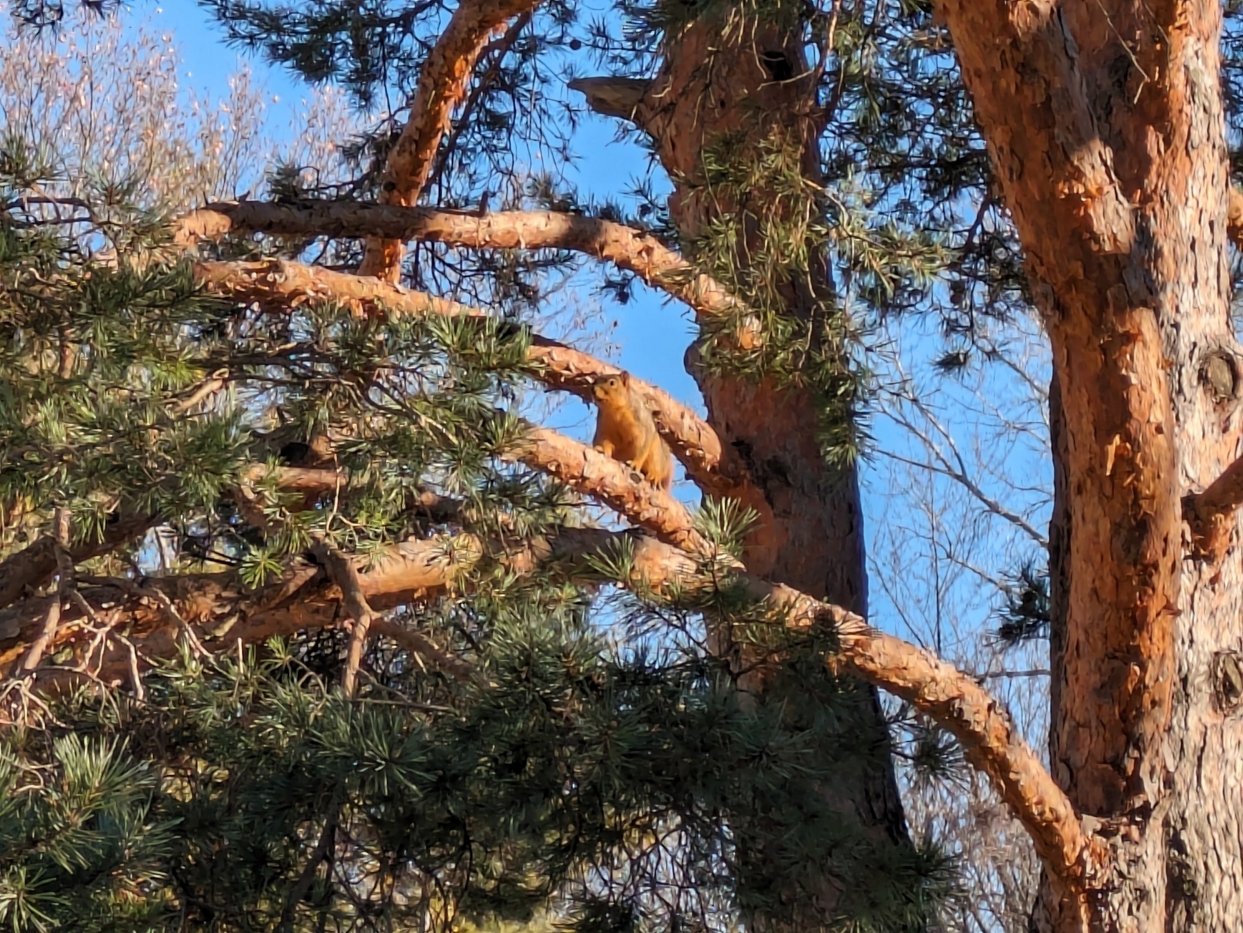 Brown fox squirrel on a tree limb