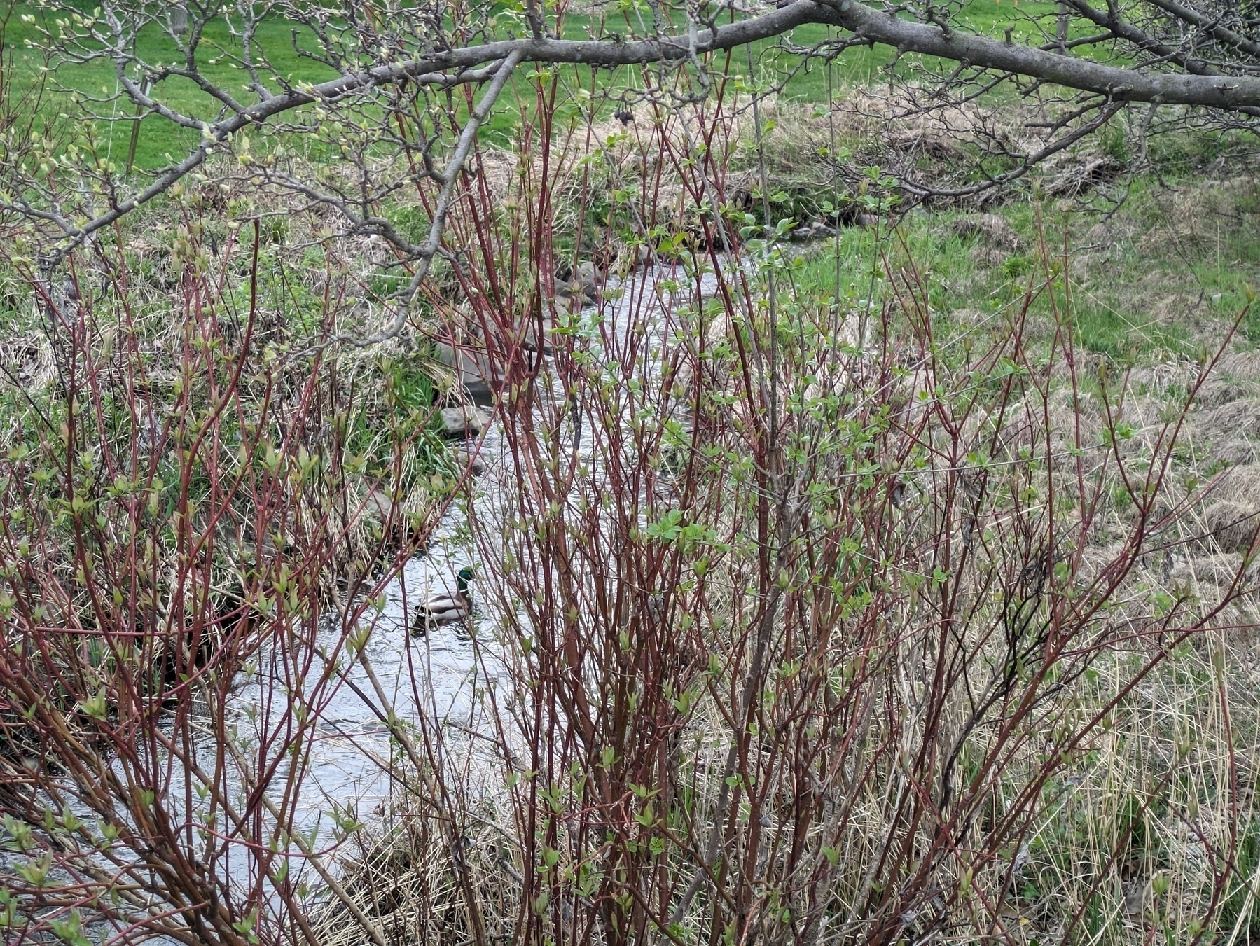 Duck in a creek with branches in the fore ground. 