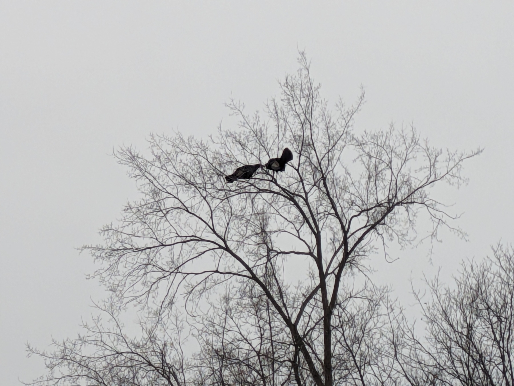Two large birds in a barren tree. 