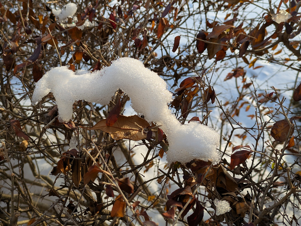 Snow is resting on the branches of a shrub with brown leaves.