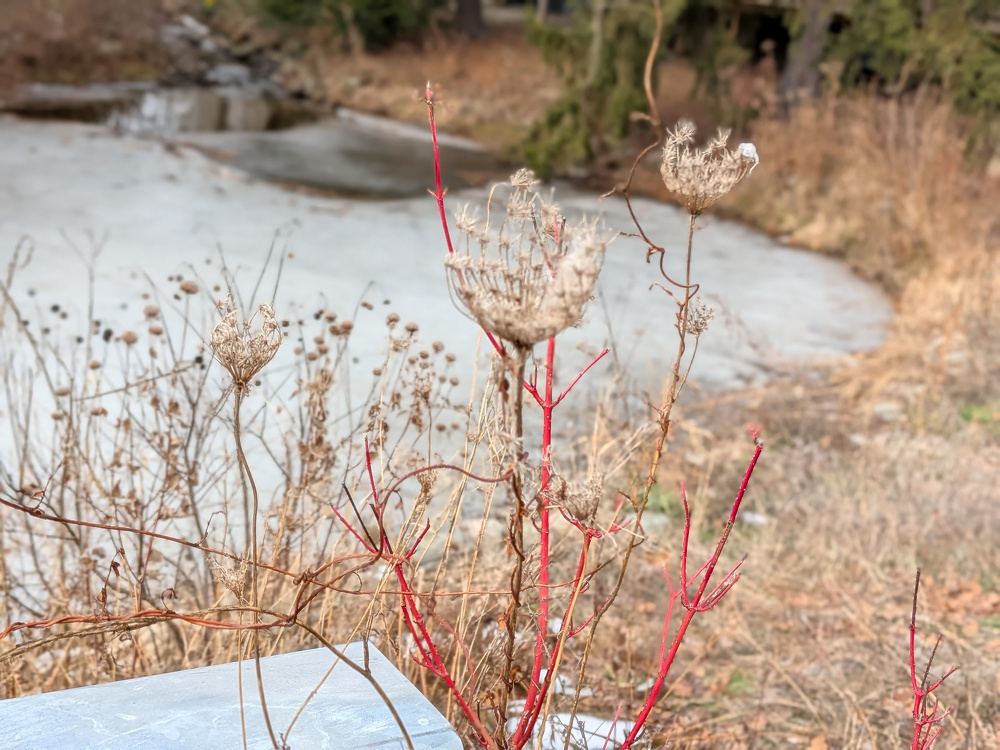 A cluster of dried, delicate plants with red stems stands in front of a partially frozen pond.