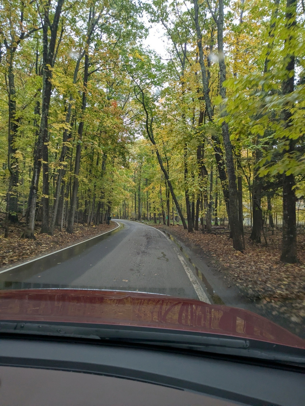 A scenic road curves through a lush forest with trees displaying early autumn foliage.