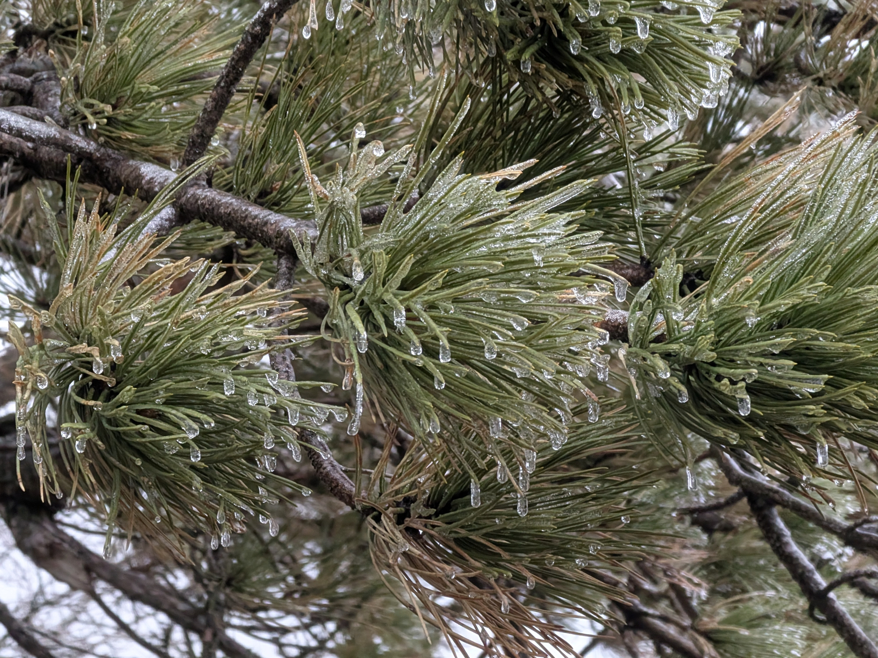 Auto-generated description: Pine needles are covered with icicles, creating a frosty appearance.