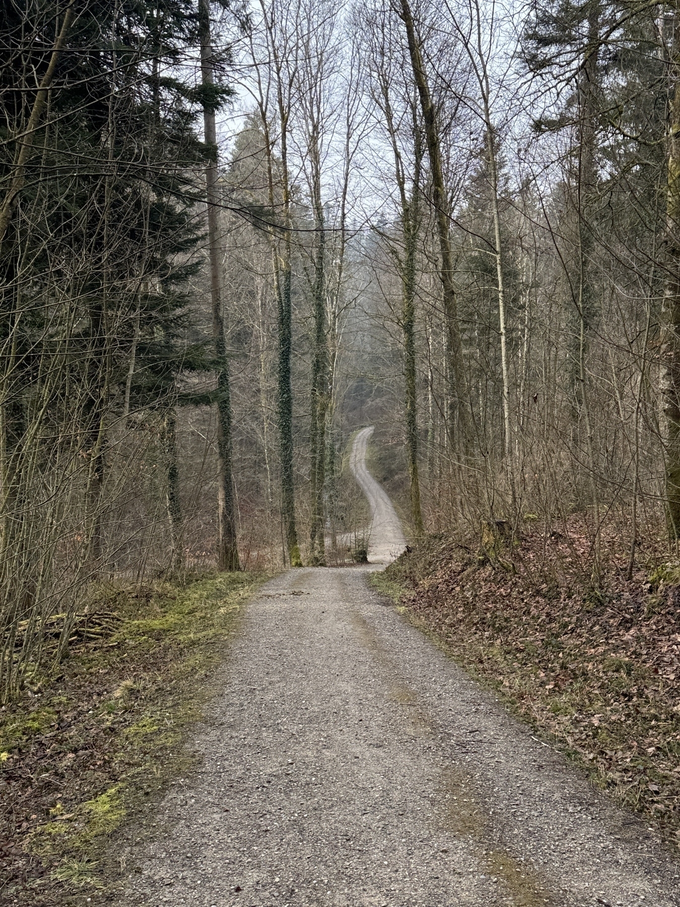 A winding dirt path stretches through a forest with tall, bare trees on either side.