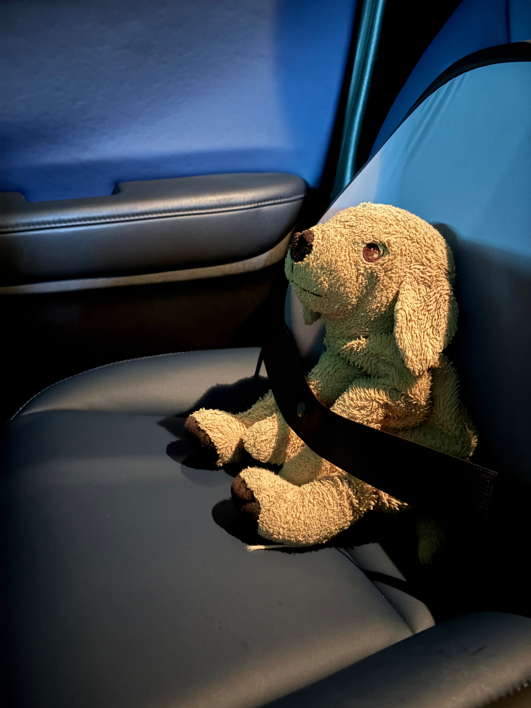 A stuffed dog toy is buckled securely in the passenger seat of a car.