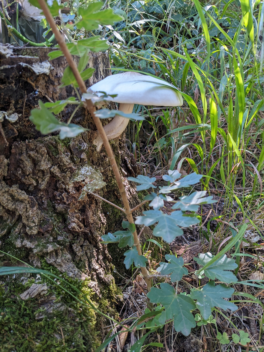 Egy fa tövéből kinövő gombát vesz körül zöld növényzet és fű.
