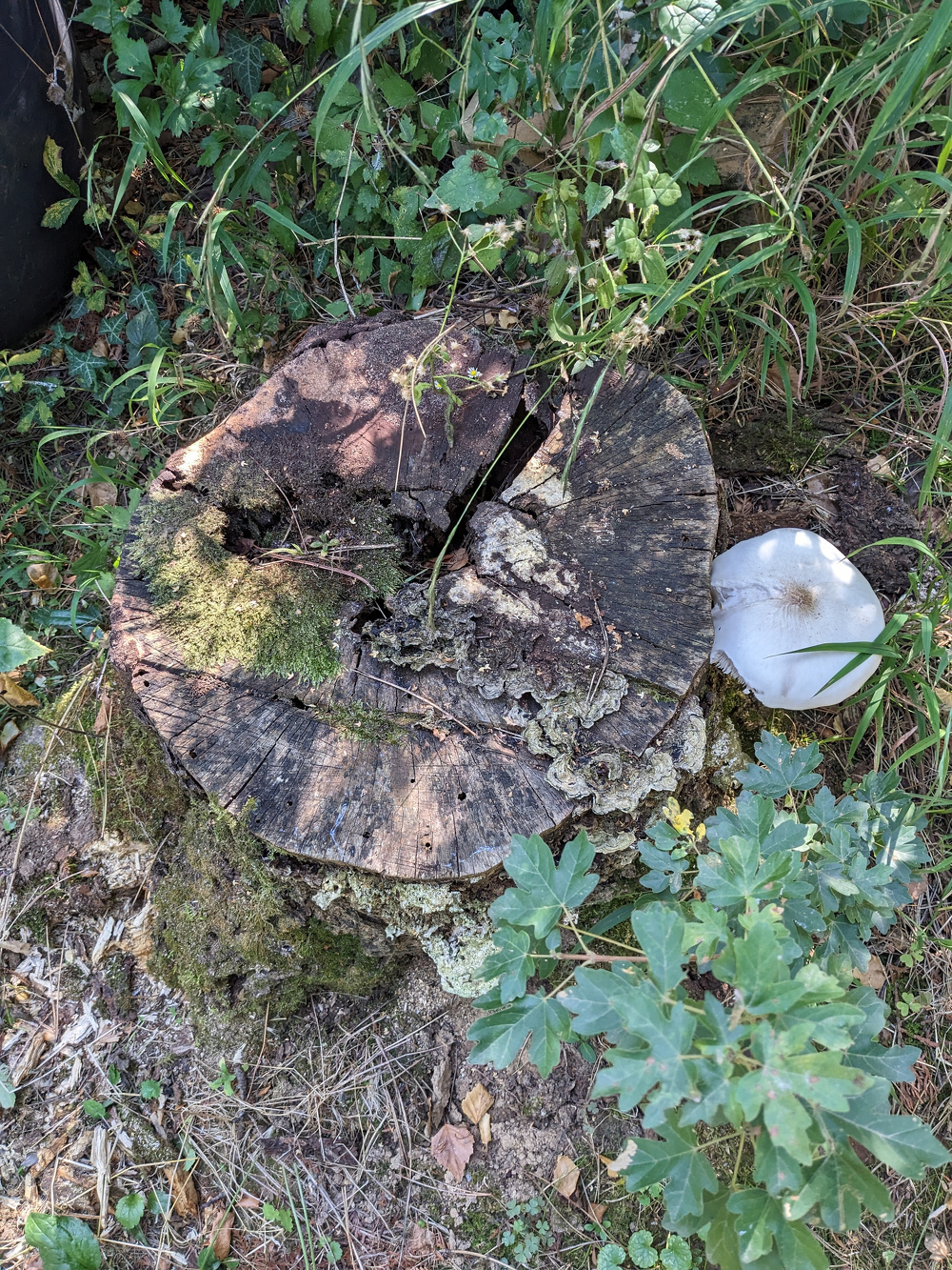 Egy mohás, öreg fatönk körül növények és egy fehér gomba látható.