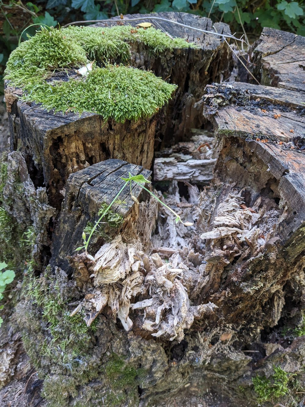 Egy mohával borított, üreges fatönk hever az erdőben.