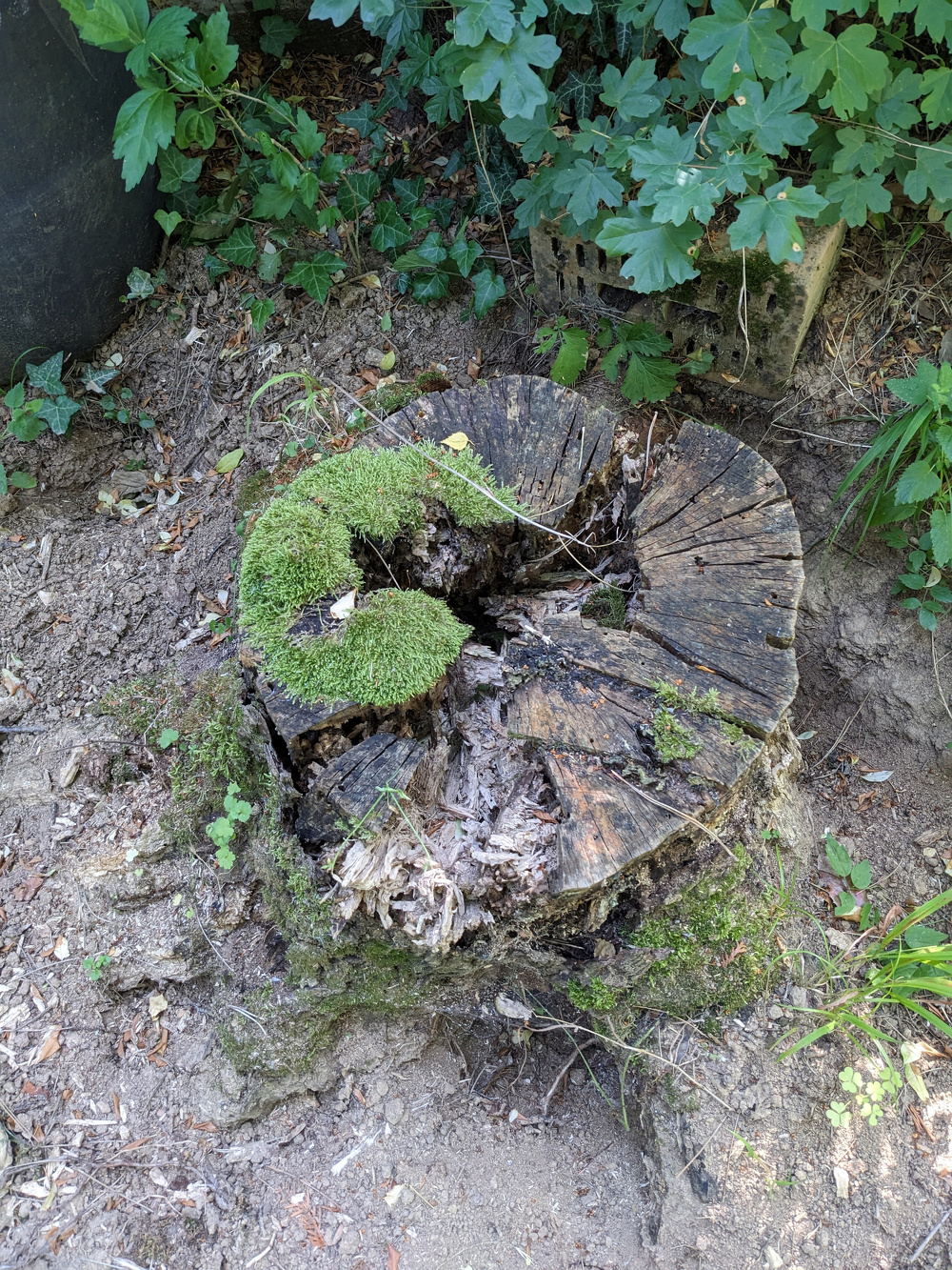 Fatuskó mohalepte spirál alakú mintával, körülötte zöld növényekkel.