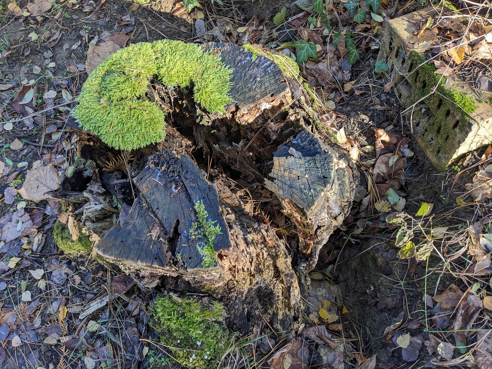Egy mohával borított, korhadt fatönk, körülötte avar és levél.