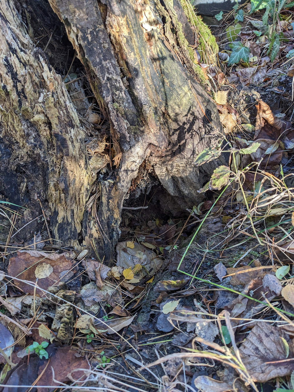 Egy elkorhadt fatörzs látható őszi levelekkel és aljnövényzettel körülvéve.