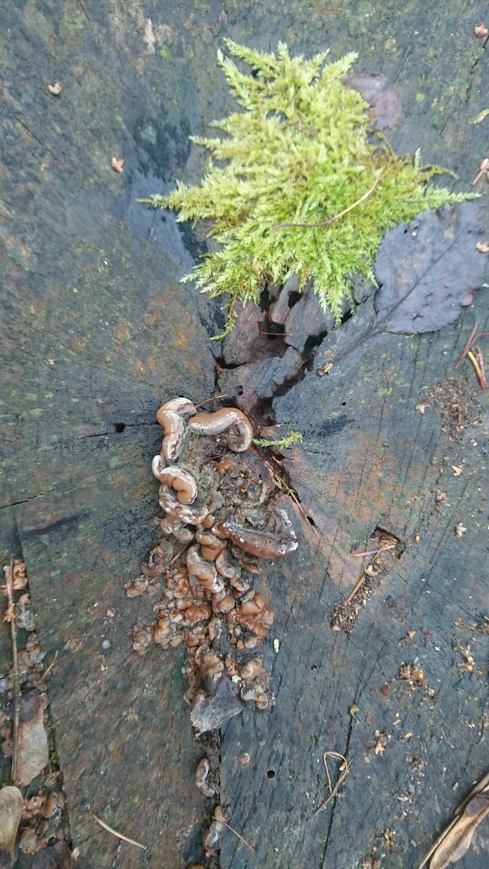 Egy mohos fatörzsön barna gombák láthatók borostyánszerűen kinéző kalapokkal.