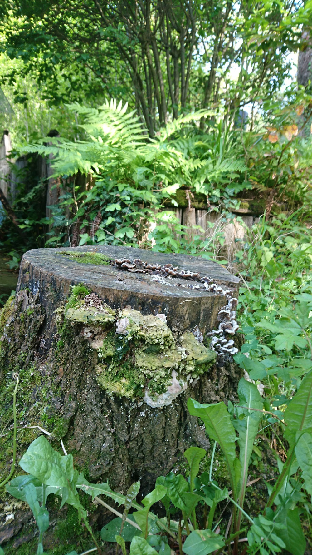Fatuskón növő gombák és moha, körülötte zöld növényzet.