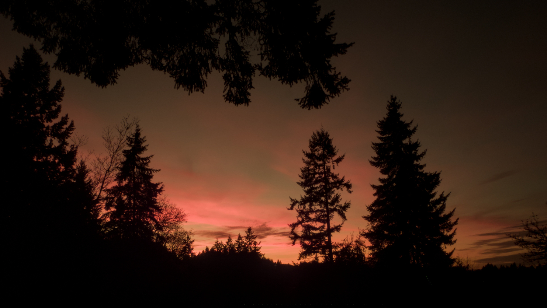 sunset with fir trees