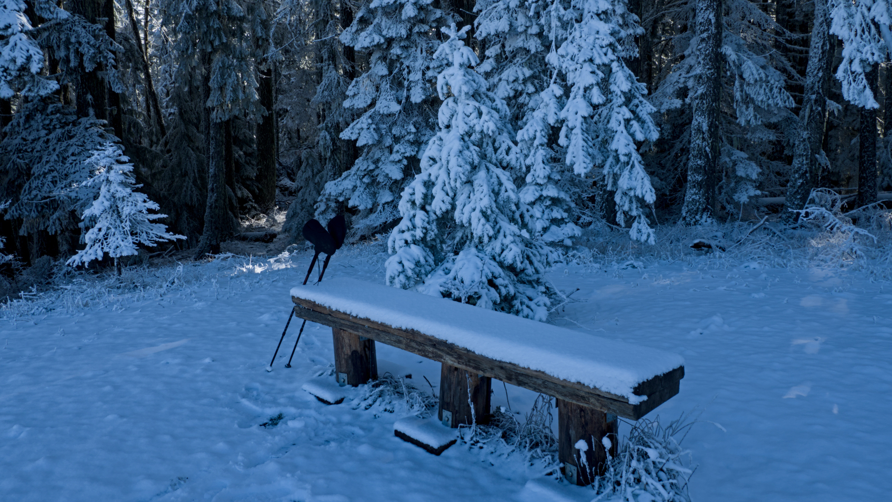 a snowy bench with evergreens