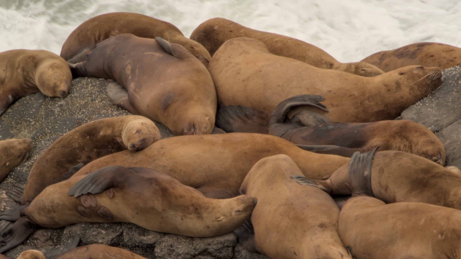 a pile of sea lions