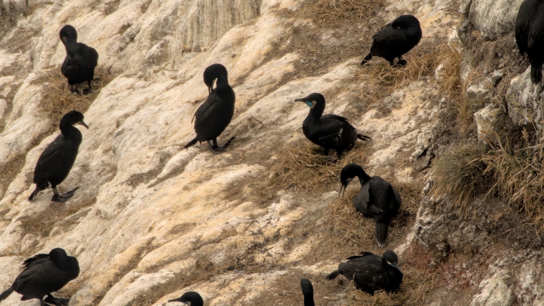 birds on nests