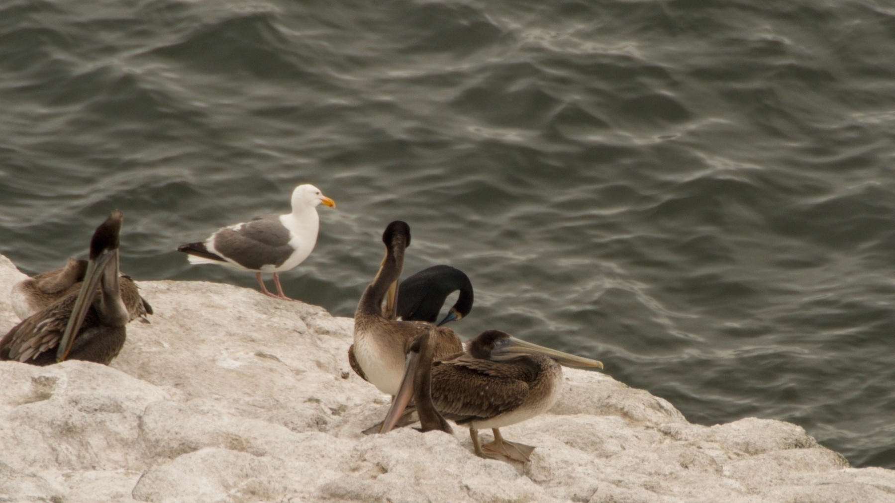 pelicans and a sea gull