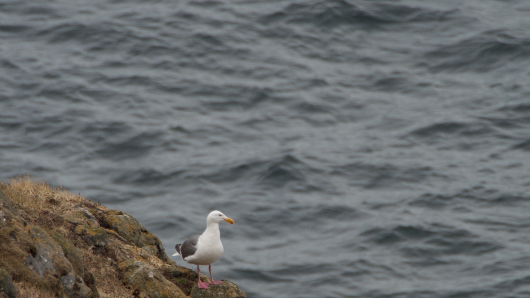 seagull looking out over the ocean