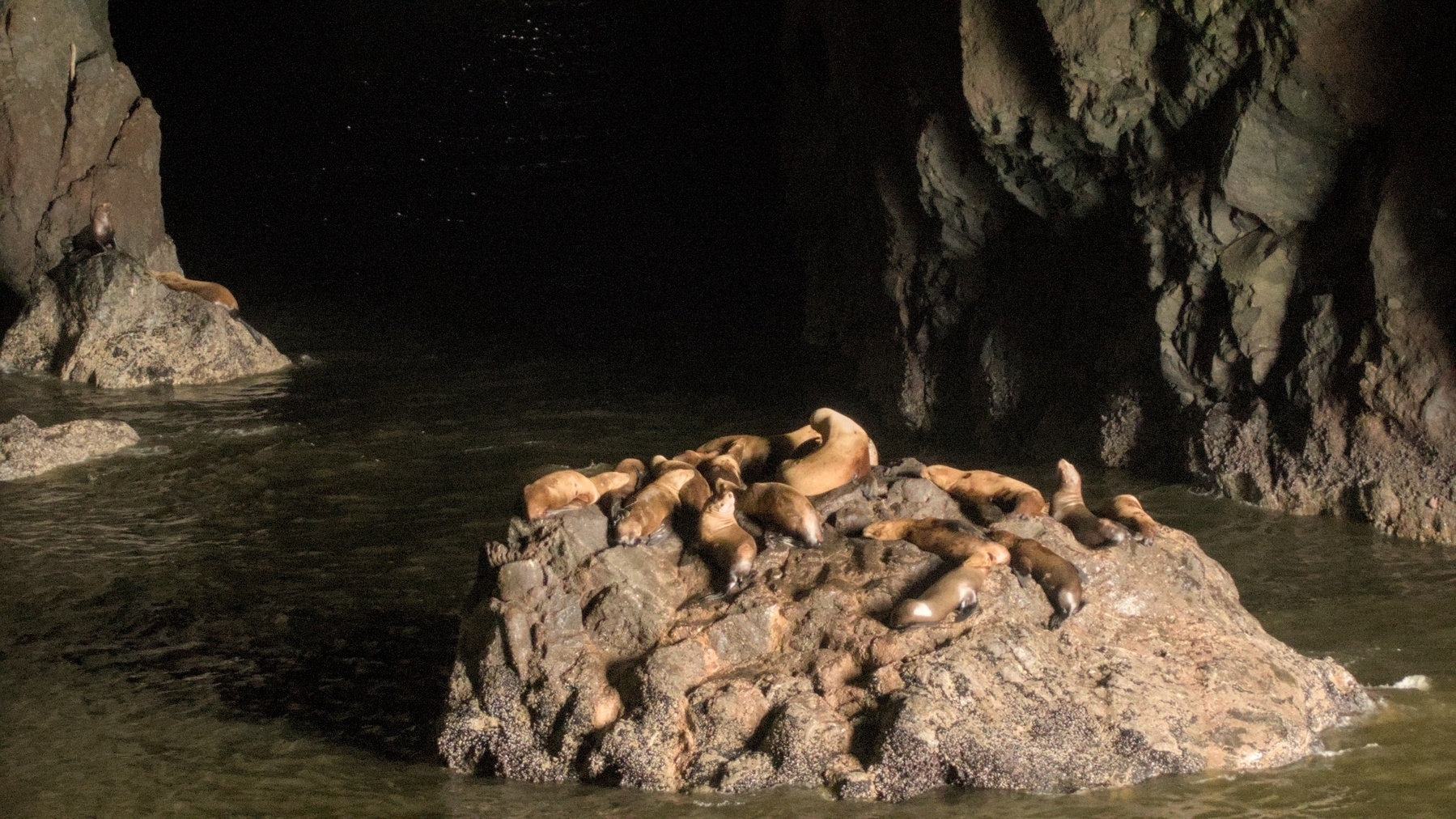 sea lions on a rock