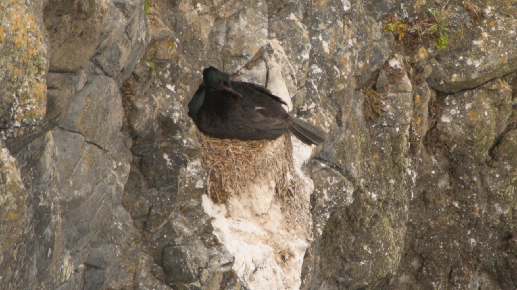 cormorant on a cliff