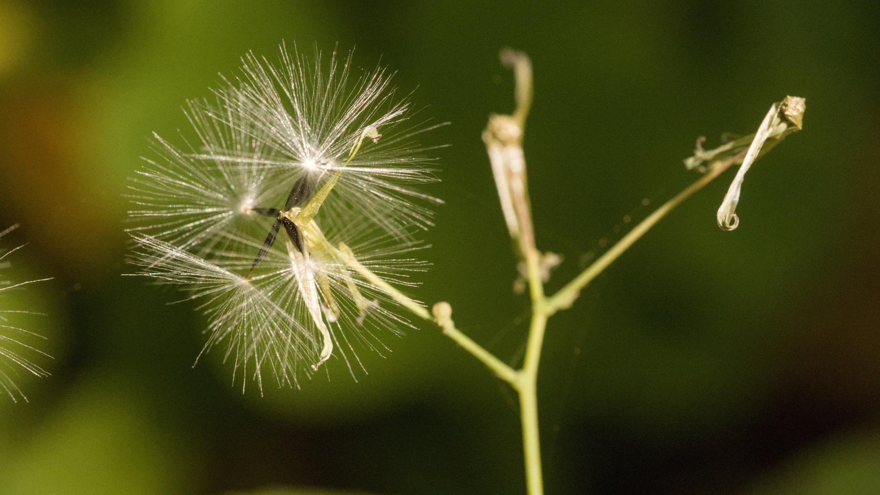 dispersed seed head